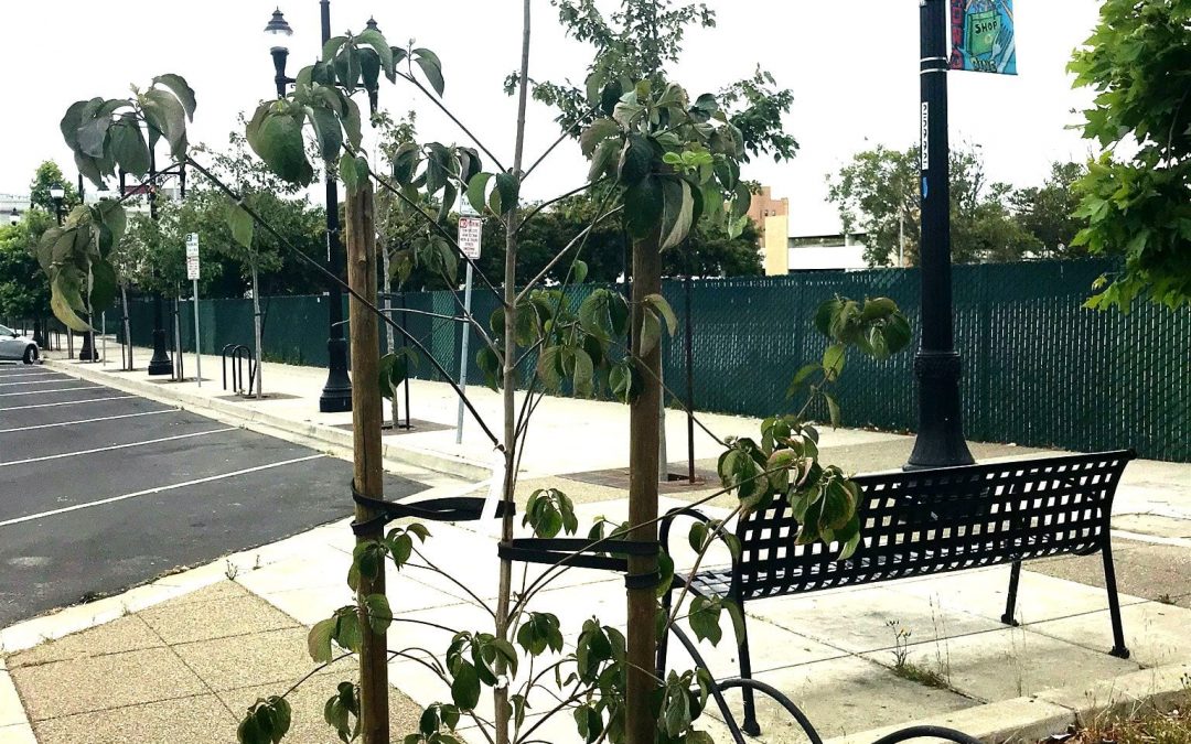 More Trees on Macdonald Avenue